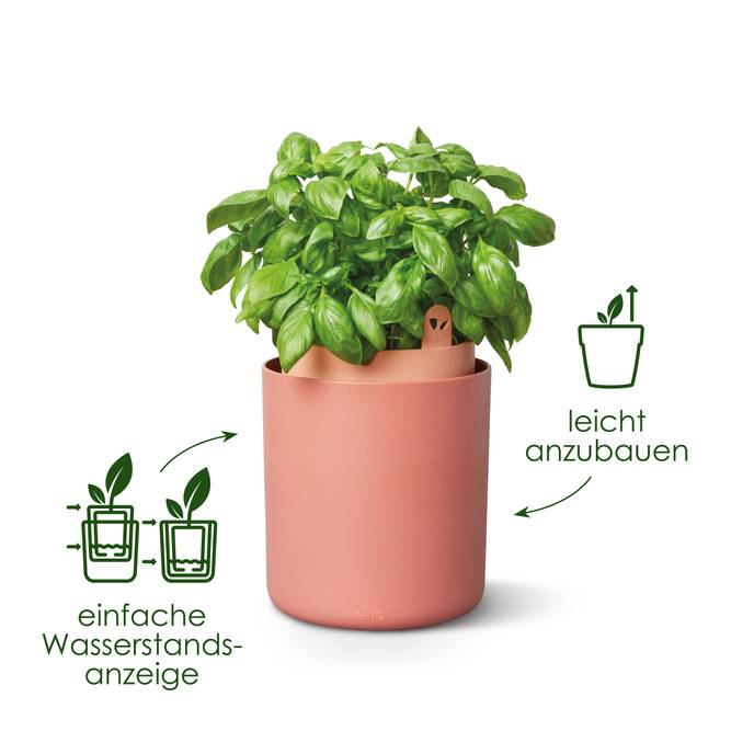 bouncy basil toffee terra